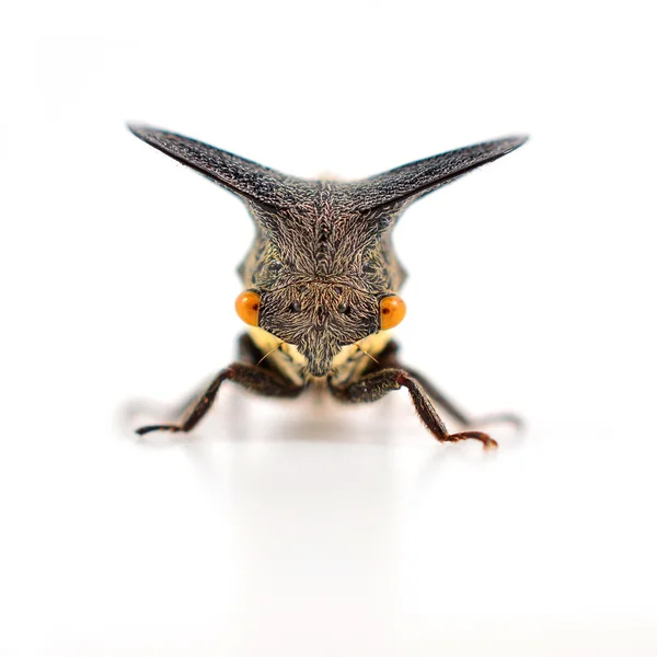 Pequeño insecto — Foto de Stock