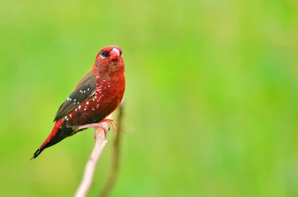 Pájaro rojo Avadavat — Foto de Stock