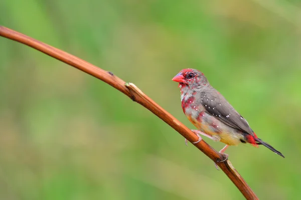 Красная птица Авадавата — стоковое фото