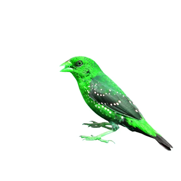 Green bird — Stock Photo, Image