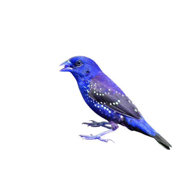 Pájaro azul — Foto de Stock