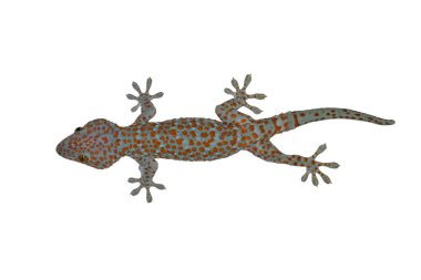 Beyaz arka plan üzerinde izole gecko tokay.