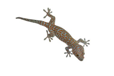 Beyaz arka plan üzerinde izole gecko tokay.