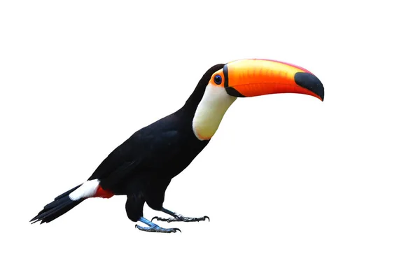 Toucan Toco Ramphastos Toco Geïsoleerd Witte Achtergrond — Stockfoto