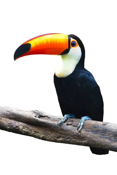 Toucan Toco Ramphastos Toco Empoleirado Ramo Isolado Fundo Branco — Fotografia de Stock