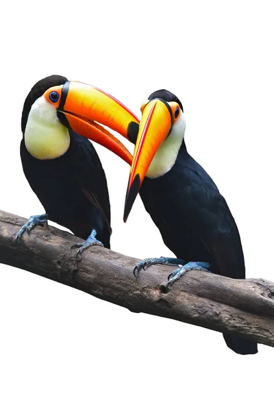 Casal Toucan Toco Ramphastos Toco Empoleirado Ramo Isolado Fundo Branco — Fotografia de Stock