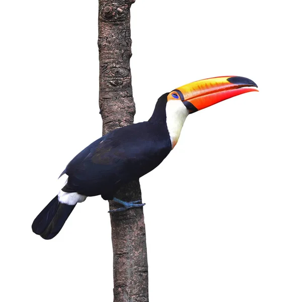 Toucan Toco Ramphastos Toco Empoleirado Ramo Isolado Fundo Branco — Fotografia de Stock