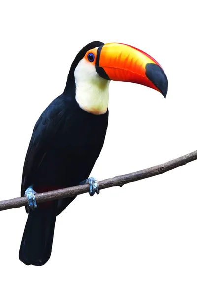 Toucan Toco Ramphastos Toco Perching Branch Isolated White Background — Stock Photo, Image