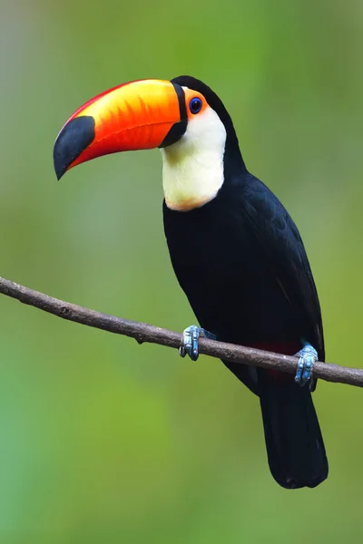 Toucan Toco Ramphastos Toco Siedzący Gałęzi Zielonym Tle — Zdjęcie stockowe