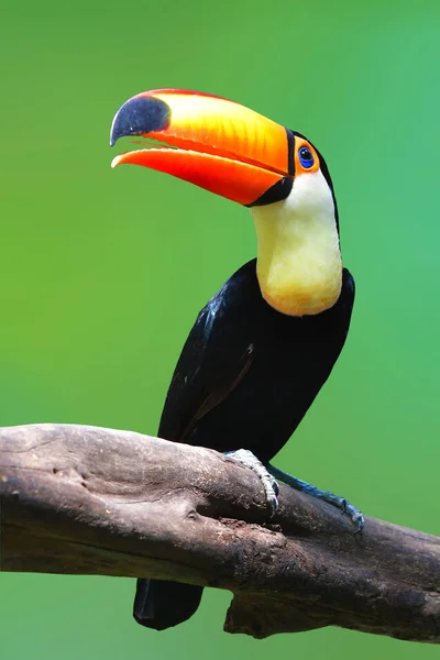 Toucan Toco Ramphastos Toco Perching Branch Green Background — Stock Photo, Image