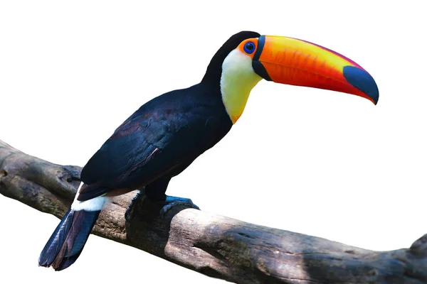 Toucan Toco Ramphastos Toco Sedí Větvi Izolované Bílém Pozadí — Stock fotografie