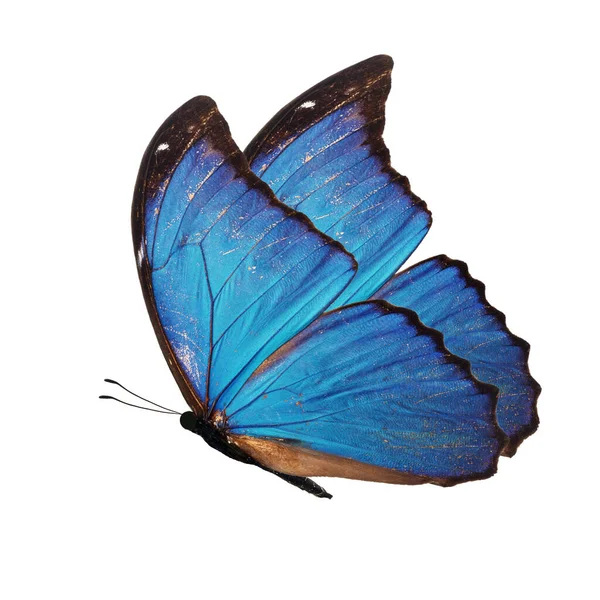 Όμορφη Μπλε Πεταλούδα Που Φέρουν Απομονωθεί Λευκό Φόντο — Φωτογραφία Αρχείου