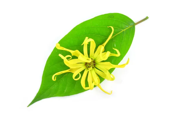 Piękny Ylang Ylang Kwiat Cananga Odorata Izolowane Białym Tle — Zdjęcie stockowe
