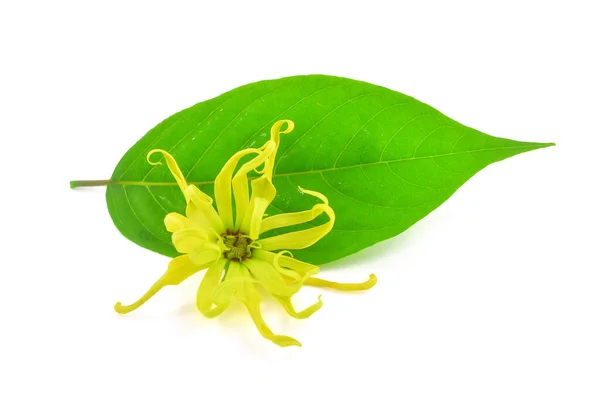 Hermosa Flor Ylang Ylang Cananga Odorata Hoja Verde Aislada Sobre —  Fotos de Stock