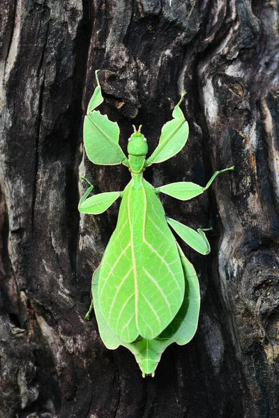 Листяні Комахи Або Ходяча Відпустка Phyllium Bioculatum — стокове фото