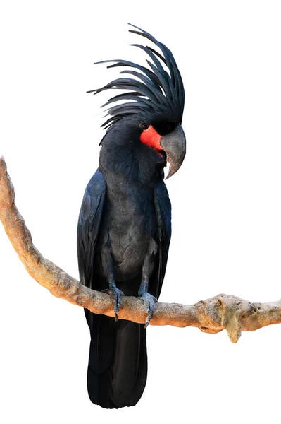 美丽的小鸟 黑色的棕榈鹦鹉栖息在一根白色背景的树枝上 — 图库照片