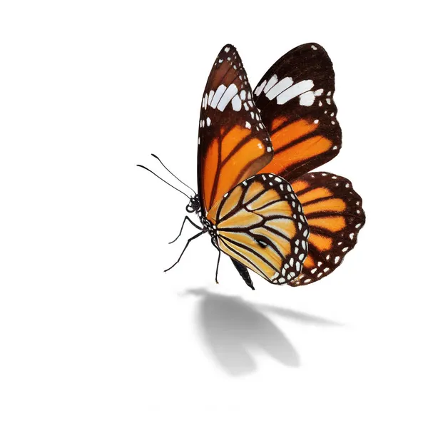 Beautiful Monarch Butterfly Isolated White Background — Stock Photo, Image