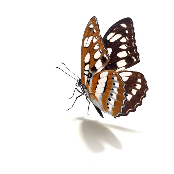 Hermosa Mariposa Volando Aislada Sobre Fondo Blanco —  Fotos de Stock