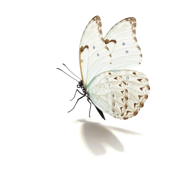 Borboleta Branca Bonita Voando Isolado Fundo Branco — Fotografia de Stock