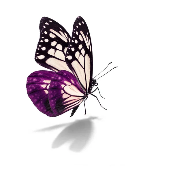 Beau Papillon Violet Volant Isolé Sur Fond Blanc — Photo