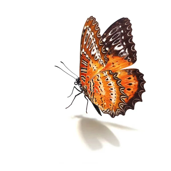 Mooie Rode Butterfly Vliegende Geïsoleerd Witte Achtergrond — Stockfoto