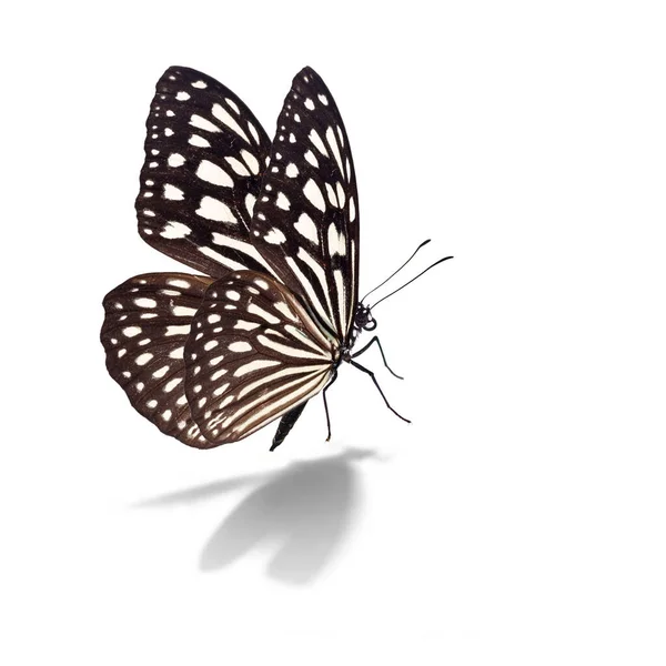 美丽的蝴蝶 白色背景隔离 — 图库照片