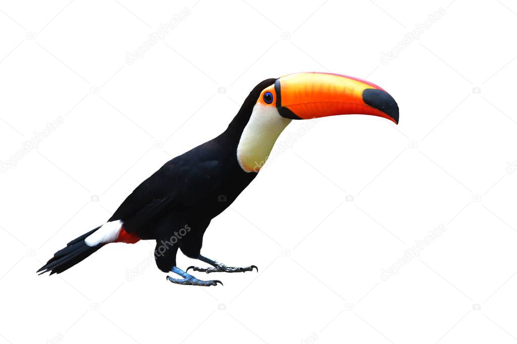 The Toucan Toco (Ramphastos toco)  isolated on white background.