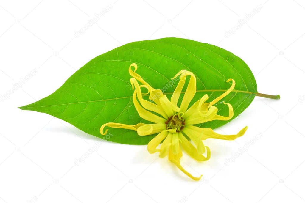 Beautiful Ylang ylang flower (Cananga odorata) and green leaf isolated on white background