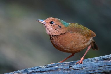 Mavi peçeteli Pitta Kuşu 'nun dişisi (Pitta nipalensis) kütüğün üzerinde duruyor, Tayland Kuşu.