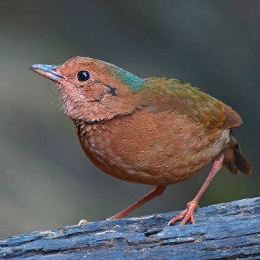 Mavi peçeteli Pitta Kuşu 'nun dişisi (Pitta nipalensis) kütüğün üzerinde duruyor, Tayland Kuşu.