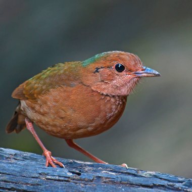 Mavi peçeteli Pitta Kuşu 'nun dişisi (Pitta nipalensis) kütüğün üzerinde duruyor, Tayland Kuşu.