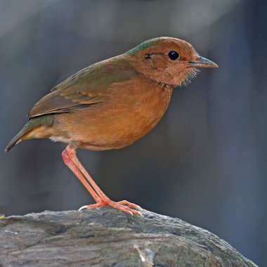 Mavi peçeteli Pitta Kuşu 'nun dişisi (Pitta nipalensis) kütüğün üzerinde duruyor, Tayland Kuşu.