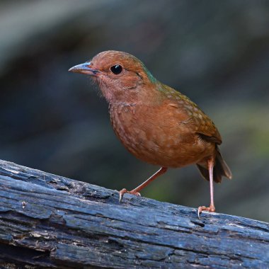 Mavi peçeteli Pitta Kuşu 'nun dişisi (Pitta nipalensis) kütüğün üzerinde duruyor, Tayland Kuşu.