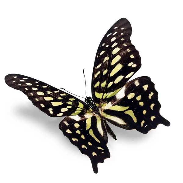 Hermosa Mariposa Monarca Amarilla Aislada Sobre Fondo Blanco — Foto de Stock