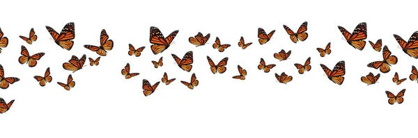 白い背景に隔離された美しい君主蝶のバナー — ストック写真