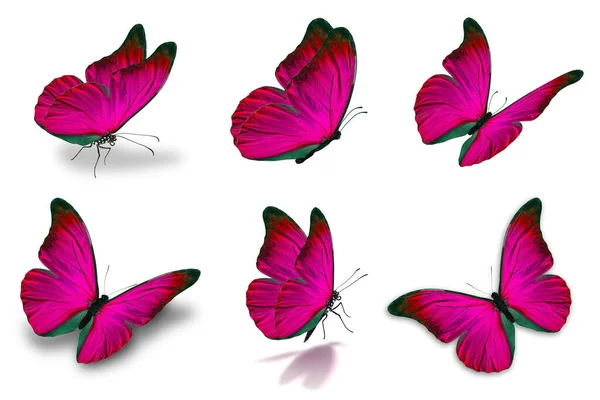 Όμορφη Ροζ Πεταλούδα Έξι Mophor Απομονώνονται Λευκό Φόντο — Φωτογραφία Αρχείου