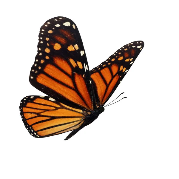 Hermosa Mariposa Monarca Aislada Sobre Fondo Blanco — Foto de Stock