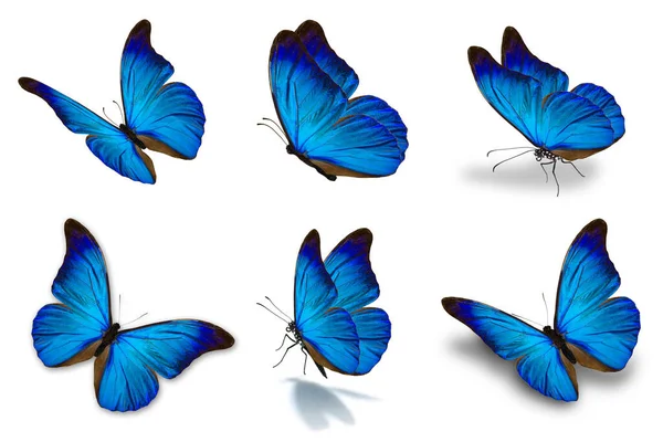 Schöne Blaue Sechs Mophor Schmetterling Isoliert Auf Weißem Hintergrund — Stockfoto