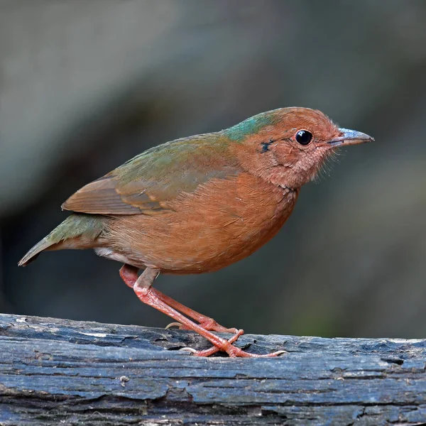 Femmina Pitta Nipalensis Pitta Nipalensis Dalla Nuca Azzurra Piedi Sul — Foto Stock