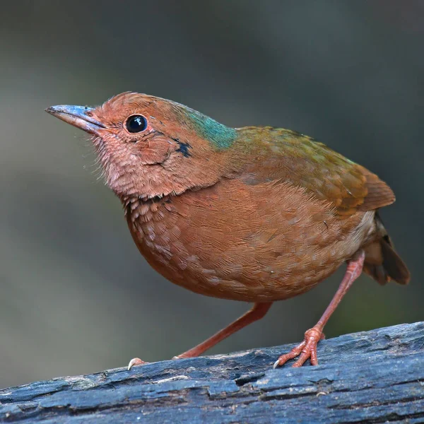 Žena Modrým Zátylkem Pitta Bird Pitta Nipalensis Stojící Kmeni Thajský — Stock fotografie