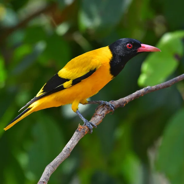 Güzel Kuş Siyah Başlıklı Oriole Oriolus Xanthornus Bir Dala Tünemiş — Stok fotoğraf