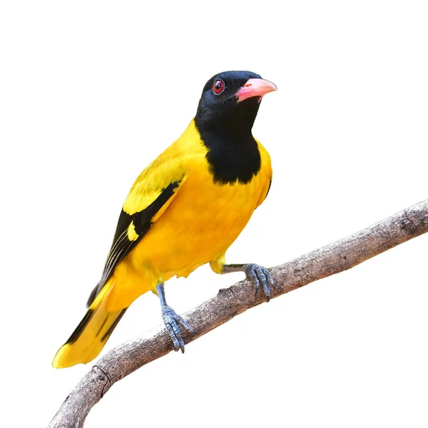 Vacker Fågel Svarthuva Oriole Oriolus Xanthornus Sittande Gren Isolerad Vit — Stockfoto