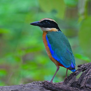 Güzel kuş, Mavi kanatlı Pitta (Pitta moluccensis) Dalda duran kuş, Tayland 'dan gelen kuş.