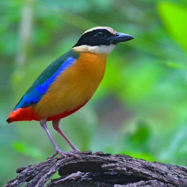 Güzel kuş, Mavi kanatlı Pitta (Pitta moluccensis) Dalda duran kuş, Tayland 'dan gelen kuş.