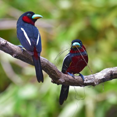 Güzel kuş, bir çift siyah-kırmızı Broadbill (Cymbirhynchus makrohynchos) dalda duran kuş, Tayland 'dan gelen kuş.