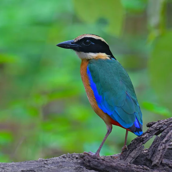 Hermoso Pájaro Pitta Alas Azules Pitta Moluccensis Pájaro Pie Rama — Foto de Stock