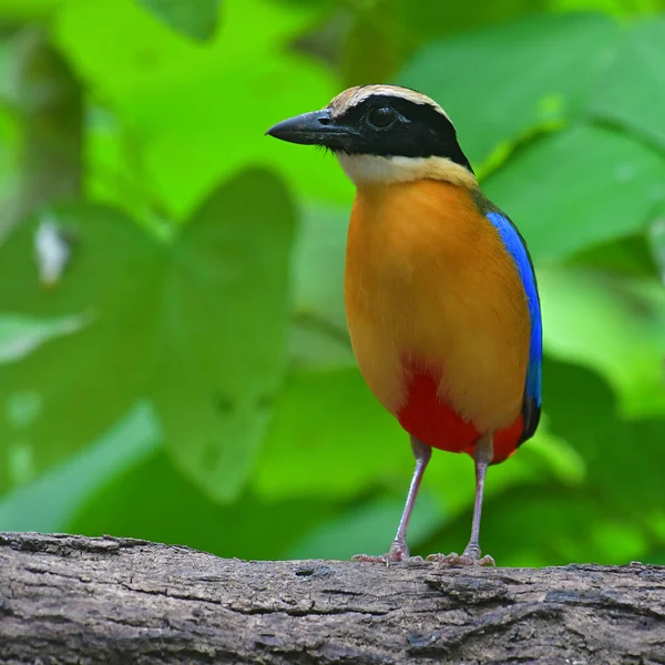 Птица Мбаппе Синекрылая Питта Pitta Moluccensis Птица Стоящая Ветке Птица — стоковое фото