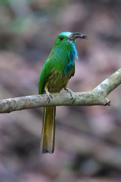 Güzel Kuş Mavi Sakallı Arı Yiyen Nyctyornis Athertoni Dalda Duran — Stok fotoğraf