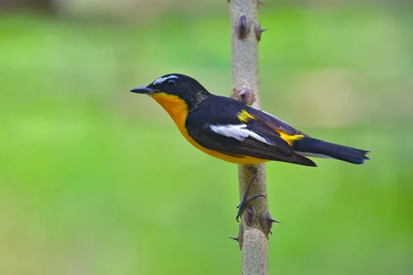 Beautiful Bird Male Yellow Rumped Flycatcher Ficedula Zanthopygia Bird Standing — Stock Photo, Image