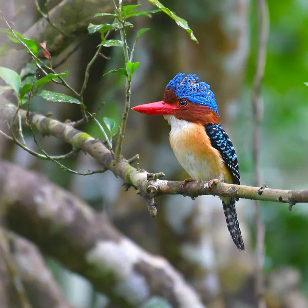 Beautiful bird,Male of Banded Kingfisher (Lacedo pulchella) Bird standing on the branch, bird from Thailand.